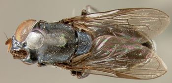 Media type: image;   Entomology 13104 Aspect: habitus dorsal view